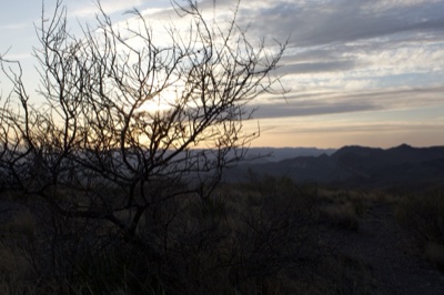 Desert Sunset Silhouette With Bare Tree