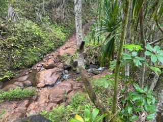 Tropical Forest Stream Path