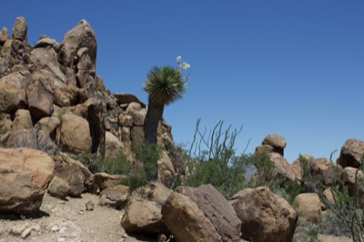 Desert Yucca Among Rocky Boulders