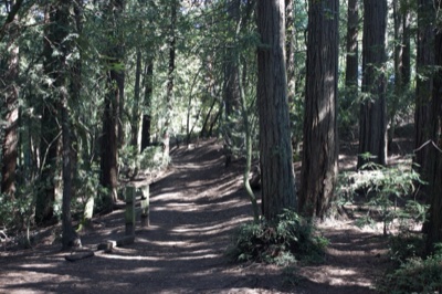 Sunlit Redwood Forest Trail