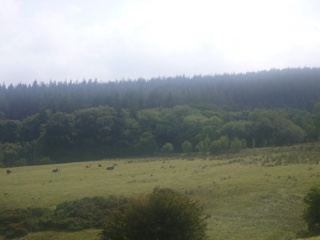 Rural Grassland With Forested Hill