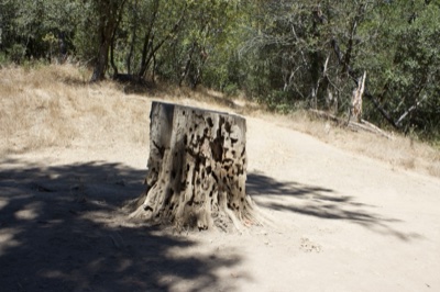 Weathered Tree Stump in Sunlit Forest