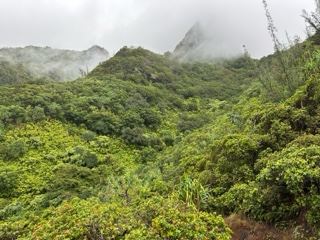 Misty Lush Mountain Ridge