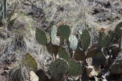 Prickly Pear Cactus in Dry Grass