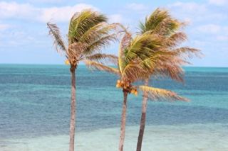Windblown Palms Over Turquoise Sea
