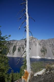 Dead Snag Overlooking Crater Lake