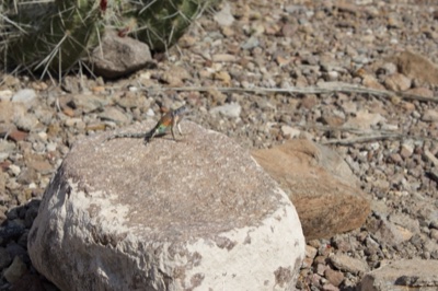 Lizard on Rock in Desert