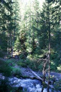 Mountain Stream Through Conifer Forest