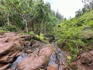 Tropical Stream Over Rocky Bed