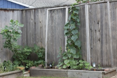 Backyard Garden With Climbing Vine