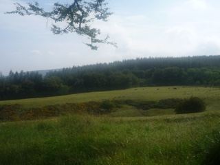 Rural Grassland With Distant Forest