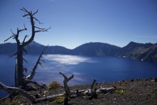 Dead Tree Overlooking Crater Lake