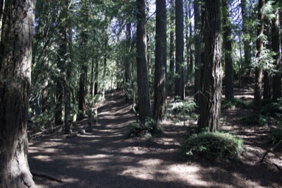 Sunlit Redwood Forest Trail