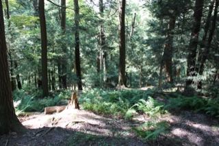 Sunlit Temperate Forest Floor