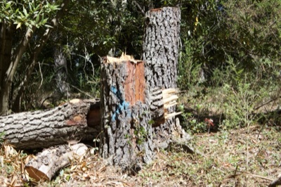 Cut Tree Stump in Forest