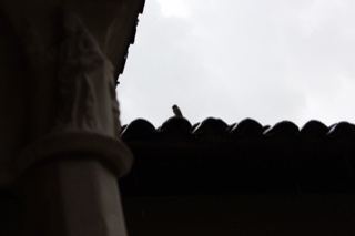 Bird on Tiled Roof Silhouette