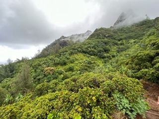 Misty Lush Mountain Trail View