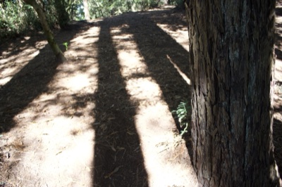 Sunlit Forest Floor with Tree Shadows