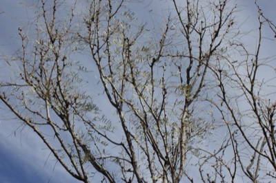 Bare Mesquite Branches Against Sky