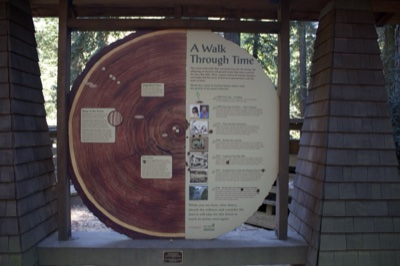Tree Ring Exhibit A Walk Through Time
