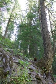 Leaning Conifer on Rocky Forest Slope