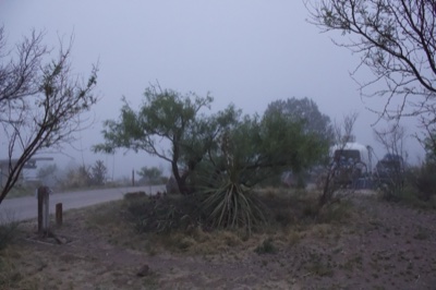 Foggy Rural Roadside with Trees