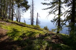 Forest Hillside Overlooking Misty Valley