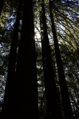 Silhouetted Redwood Trees Forest Canopy