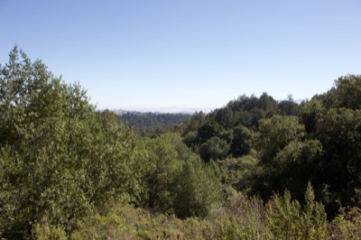 Sunny Forested Hills Landscape