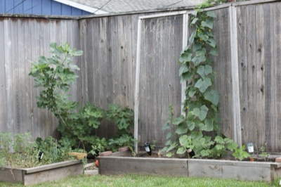 Backyard Garden Against Wooden Fence