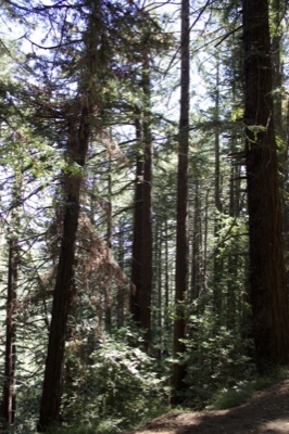Redwood Forest Sunlit Trail
