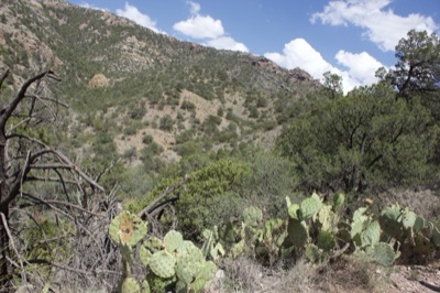 Desert Hillside with Prickly Pear Cactus
