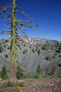 Lichen Covered Snag Over Volcanic Crater