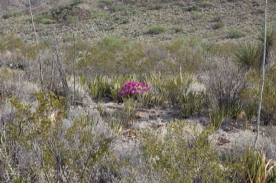 Desert Cactus Bloom in Arid Hills