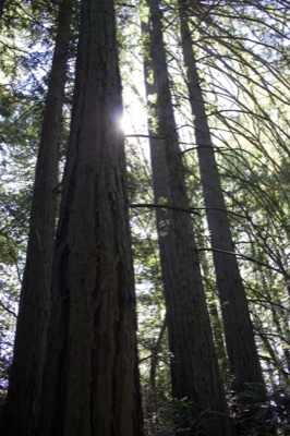 Tall Redwoods Sunlit Forest