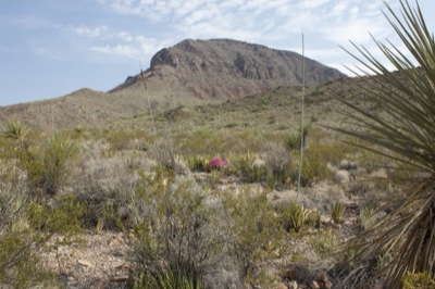 Desert Mountain with Yucca and Wildflower