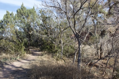 Sunlit Trail Through Dry Woodland