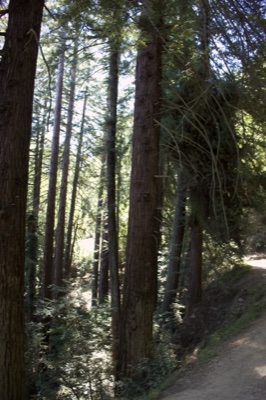 Sunlit Redwood Forest Trail