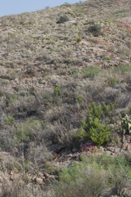 Arid hillside desert scrub landscape