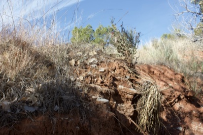 Eroded Red Soil Bank with Dry Grass