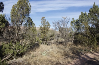 Desert scrub with juniper trees