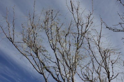 Bare Tree Branches Against Blue Sky