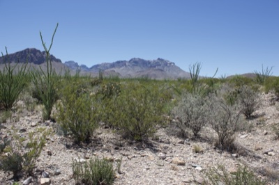 Desert scrub landscape with distant mountains
