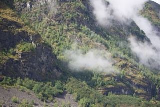 Mountain Slope with Mist and Vegetation