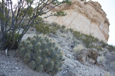 Desert Cactus Below Rocky Cliff