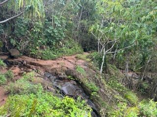 Lush Jungle Trail With Rocky Stream
