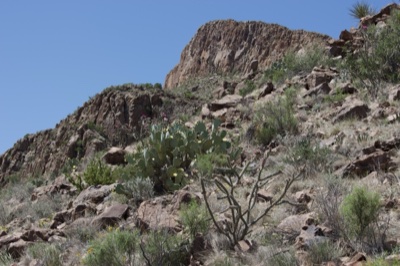 Desert Rocky Hillside with Cactus