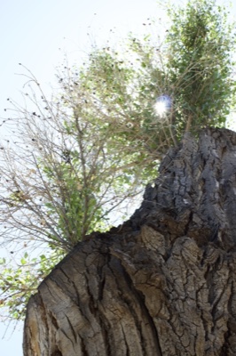 Cottonwood Stump With New Growth