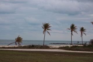 Windblown Palms Over Coastal Beach
