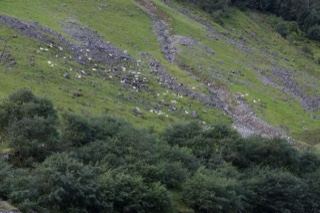 Sheep on Grassy Mountain Slope